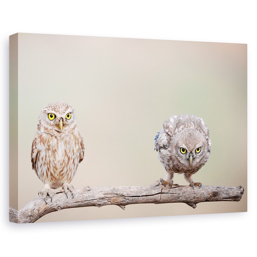 Tablou canvas - Puiul Curios, Bufnita, Dragut, Pasari, Ramura, Ochi, 20 x 30 cm