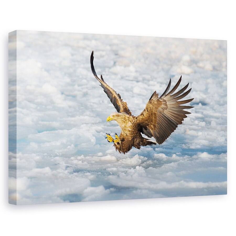 Tablou canvas - Vin, Natura, Pasare, Animal, Vultur, Gheata, 20 x 30 cm