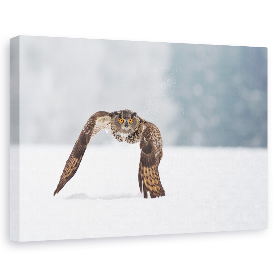 Tablou canvas - Vultur-Bufnita, Natura, Salbatic, Pasare, Bufnita, Zbor, 20 x 30 cm