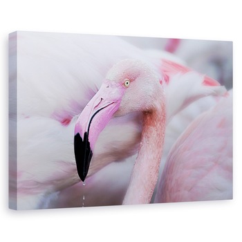 Tablou canvas - Blandetea Unica, Franta, Iaz, Roz, Flamingo, Pont De Gau, 20 x 30 cm Tablou canvas - Blandetea Unica, Franta, Iaz, Roz, Flamingo, Pont De Gau, 20 x 30 cm