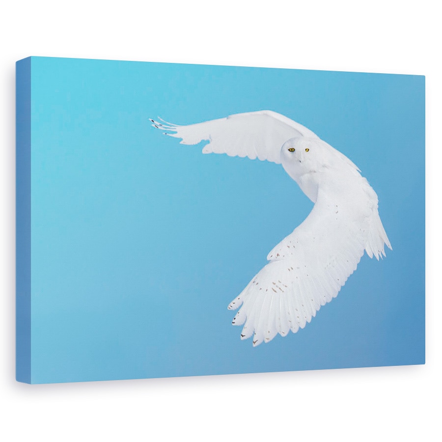 Tablou canvas - Vanand Bufnita Polara, Bufnita, Iarna, Pasare, Pasari, Canada, 20 x 30 cm