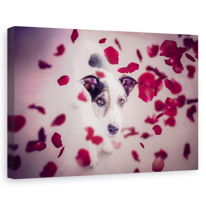 Eső vörös rózsa, portré, kutyák, kutya, fogalmi, rózsák - Vászonkép, 60 x 90 cm