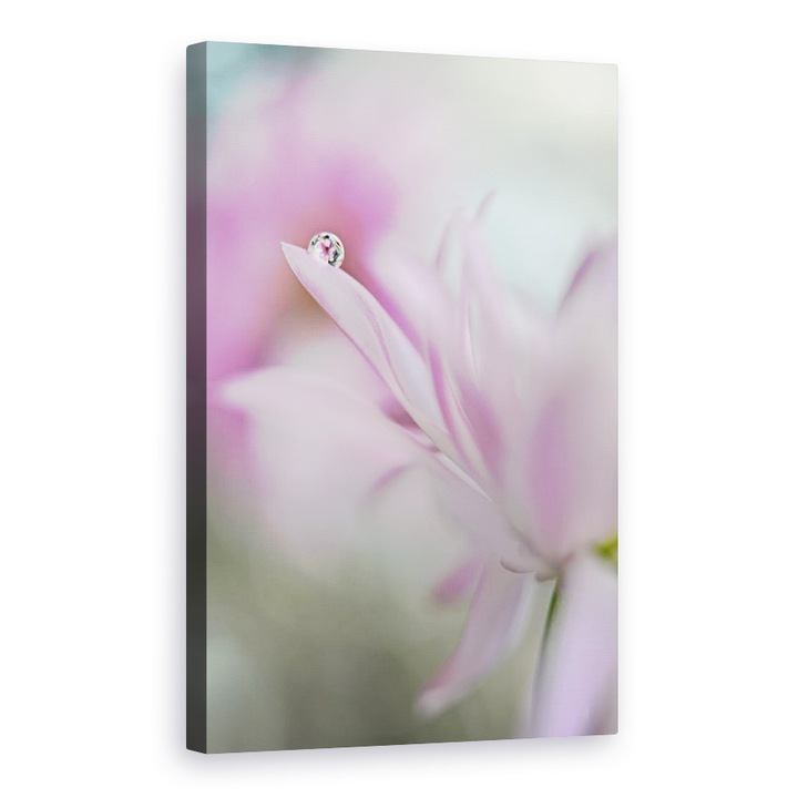 Tablou canvas - Incantare Roz, Macro, Floare, Licitatie, Tandrete, Roz, 20 x 30 cm