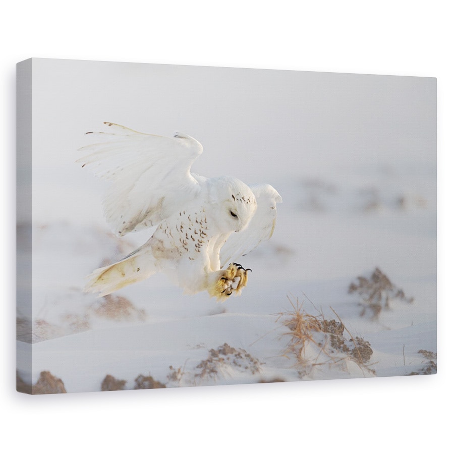Tablou canvas - Aterizare, Bufnita, Zbor, Aterizare, Biban, Zapada, 40 x 60 cm