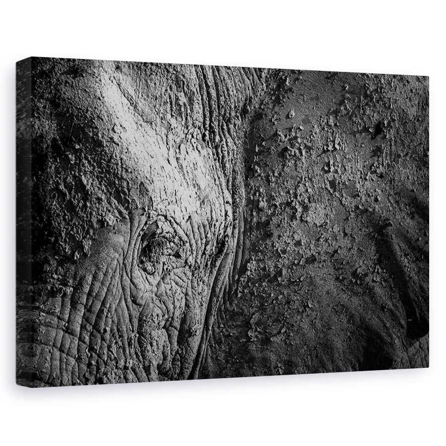 Tablou canvas - Textura Naturala, Elefant, Ochi, Tulbure, Alb-Negru, Vechi, 20 x 30 cm
