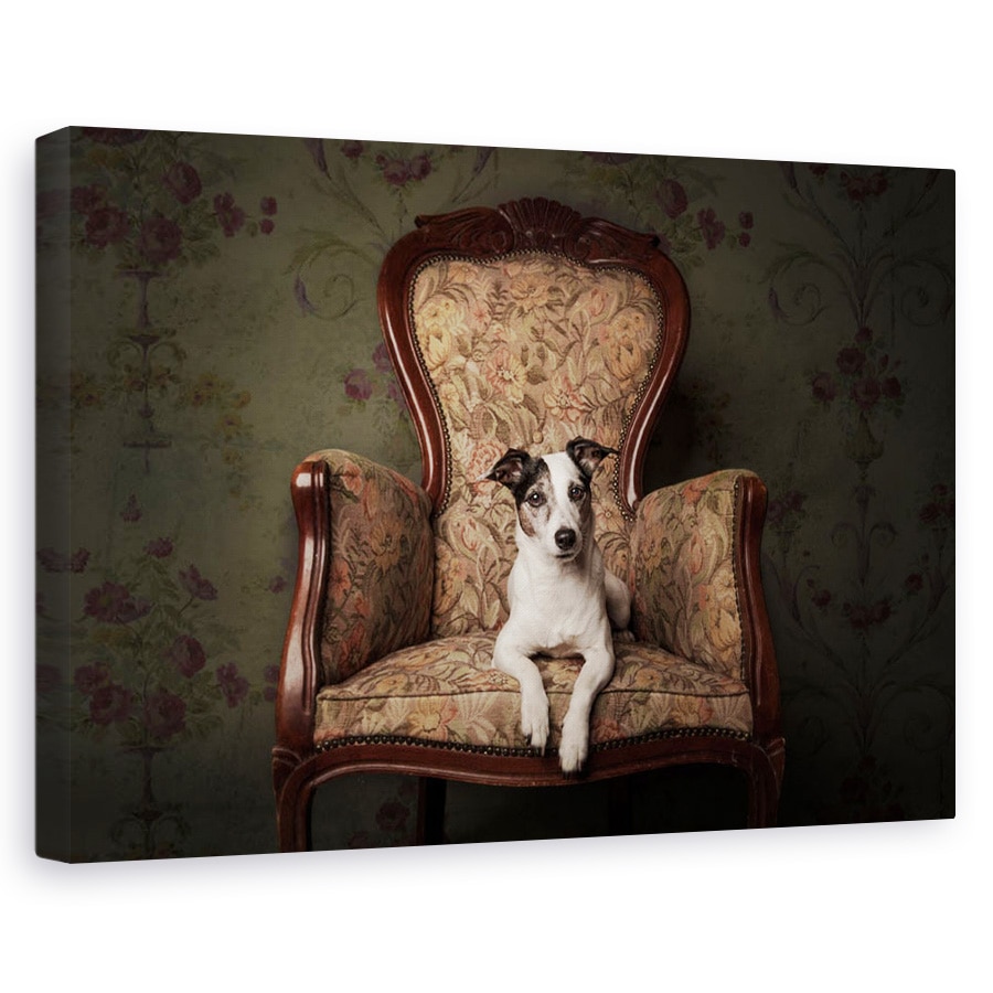 Tablou canvas - Doamna Molly, Caini, Caine, Studio, Animal, 20 x 30 cm