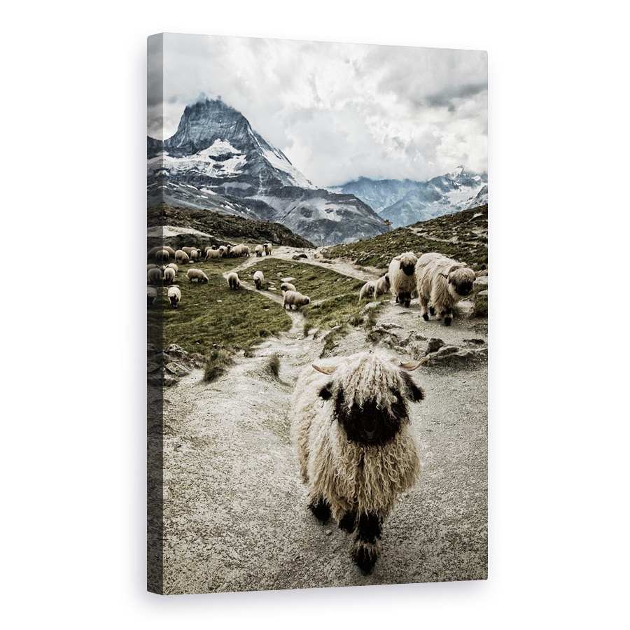 Tablou canvas - Eliberati-Mi Drumul, Oi, Valais, Blacknose, Matterhorn, Riffelsee, 20 x 30 cm