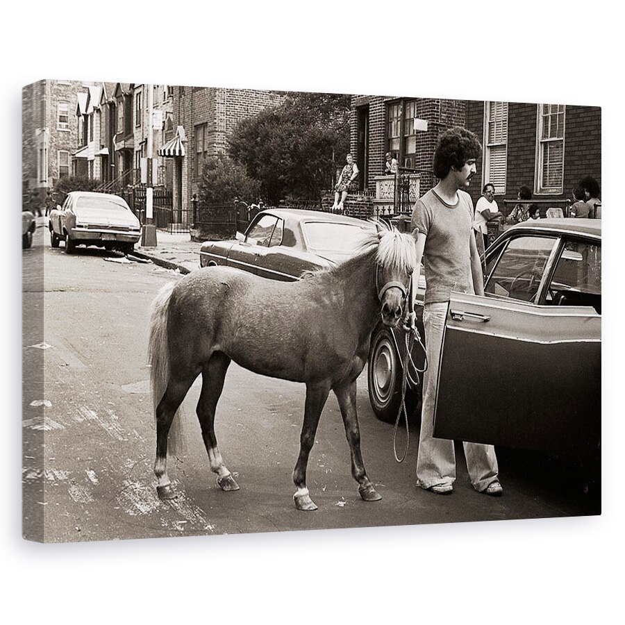 Tablou canvas - Chiar Incearca Sa Ma Integreze Acolo Din Nou, Ponei, Umor, 20 x 30 cm