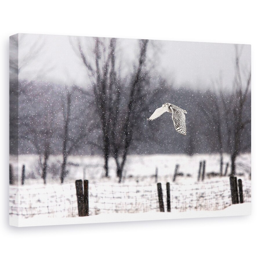 Tablou canvas - O Bufnita De Zapada, Iarna, Aripi, Rece, Pene, Canada, 20 x 30 cm
