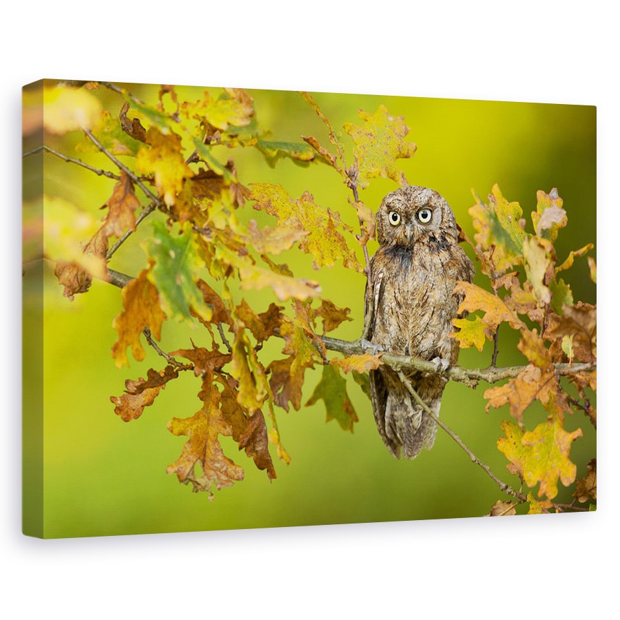 Tablou canvas - Bufnita, Bufnita, Stejar, Stejar, Copac, Ramura, 20 x 30 cm