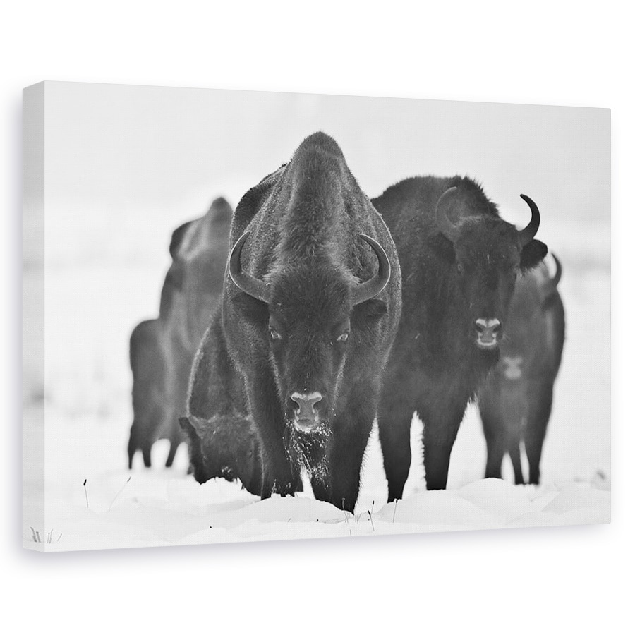 Tablou canvas - Bizonii Europeni, Alb-Negru, Animal, 20 x 30 cm