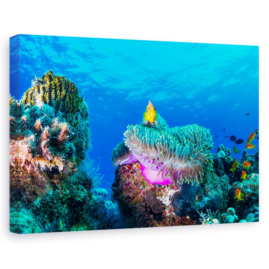 Tablou canvas - Viata Maritima, Sub Apa, Pestele Clovn, Anemone, Recif, 20 x 30 cm