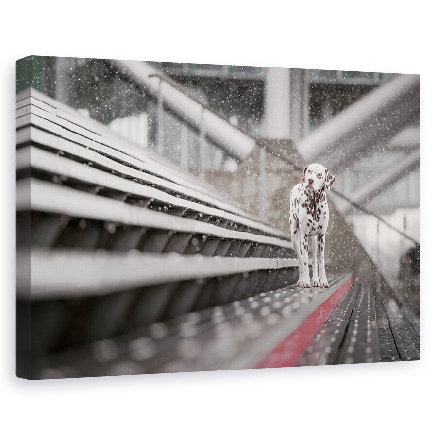 Tablou canvas - Uneori Ninge In Aprilie, Caini, Zapada, Stare De Spirit, 40 x 60 cm