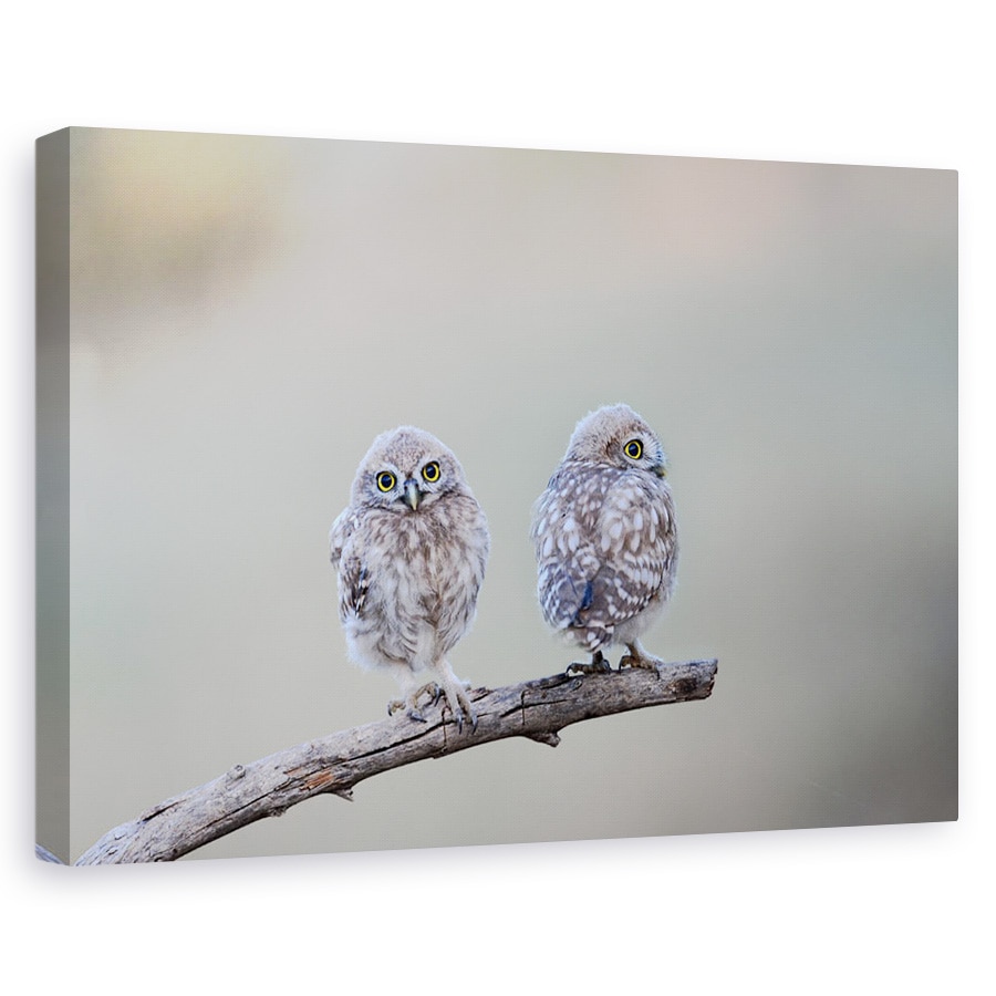 Tablou canvas - Salbatic, Dragut, Salbatic, Bufnita, Pasare, Natura, 40 x 60 cm