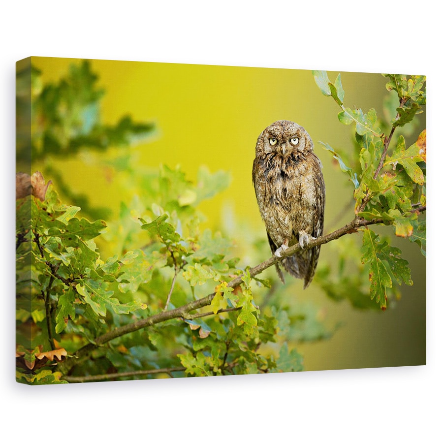 Tablou canvas - Bufnita, Pasare, Salbatic, Salbatic, 20 x 30 cm