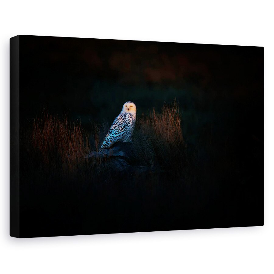 Tablou canvas - Observatorul, Bufnita, Pasare, Intuneric, Punct, 40 x 60 cm