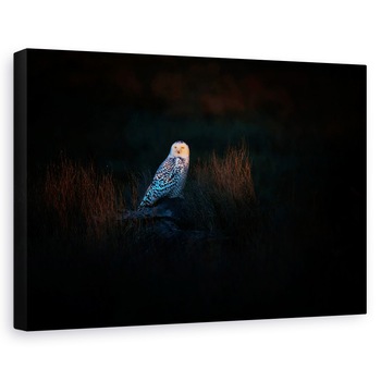 Tablou canvas - Observatorul, Bufnita, Pasare, Intuneric, Punct, 40 x 60 cm Tablou canvas - Observatorul, Bufnita, Pasare, Intuneric, Punct, 40 x 60 cm