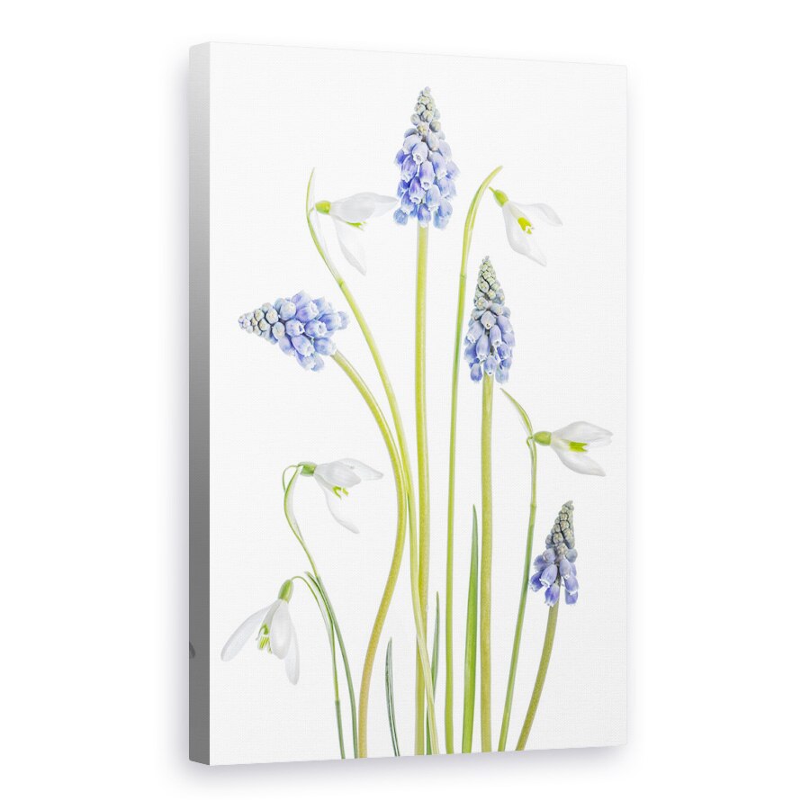 Tablou canvas - Muscari Si Galanthus, Floare, Punct, 20 x 30 cm