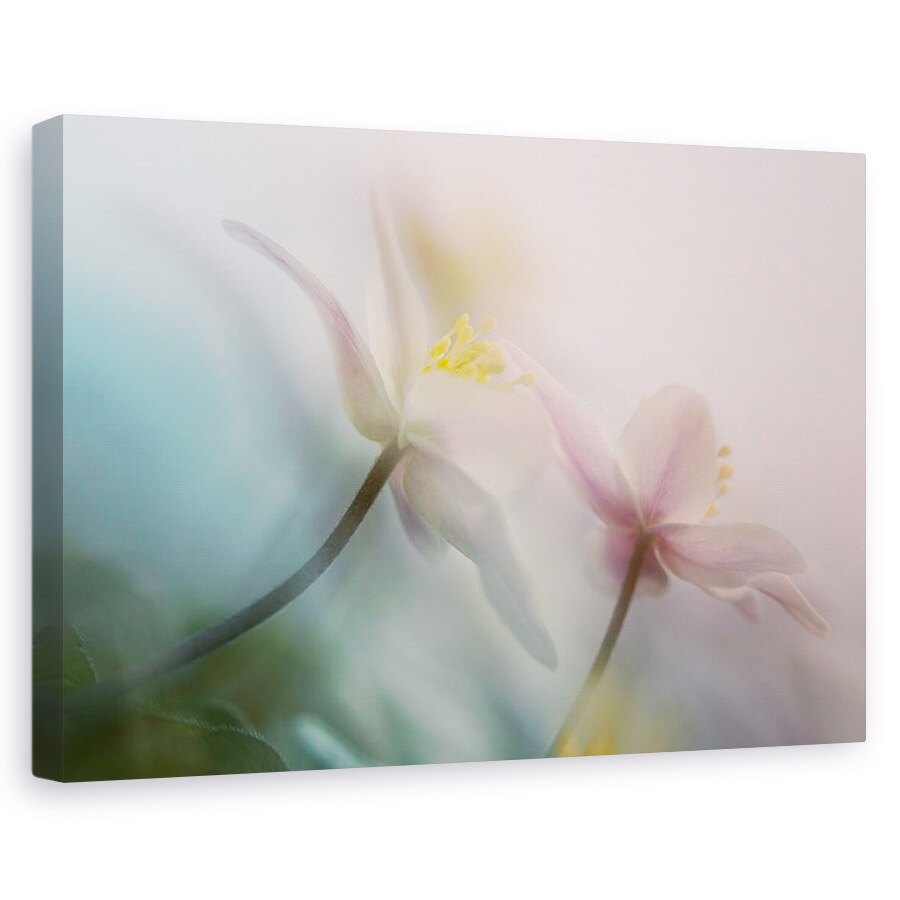 Tablou canvas - Bland, Bosanemoon, Floare, Moale, Anemone, Nemorosa, 40 x 60 cm