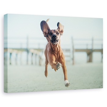 Tablou canvas - Sus, Pana La Cer, Peisaj, Caini, Animale, Plaja, 20 x 30 cm Tablou canvas - Sus, Pana La Cer, Peisaj, Caini, Animale, Plaja, 20 x 30 cm