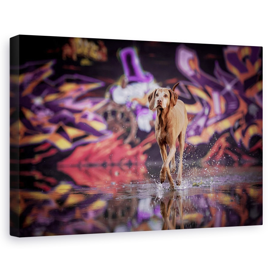 Tablou canvas - Dansator In Intuneric, Caine, Portret, Industrie, Apa, Caini, 20 x 30 cm