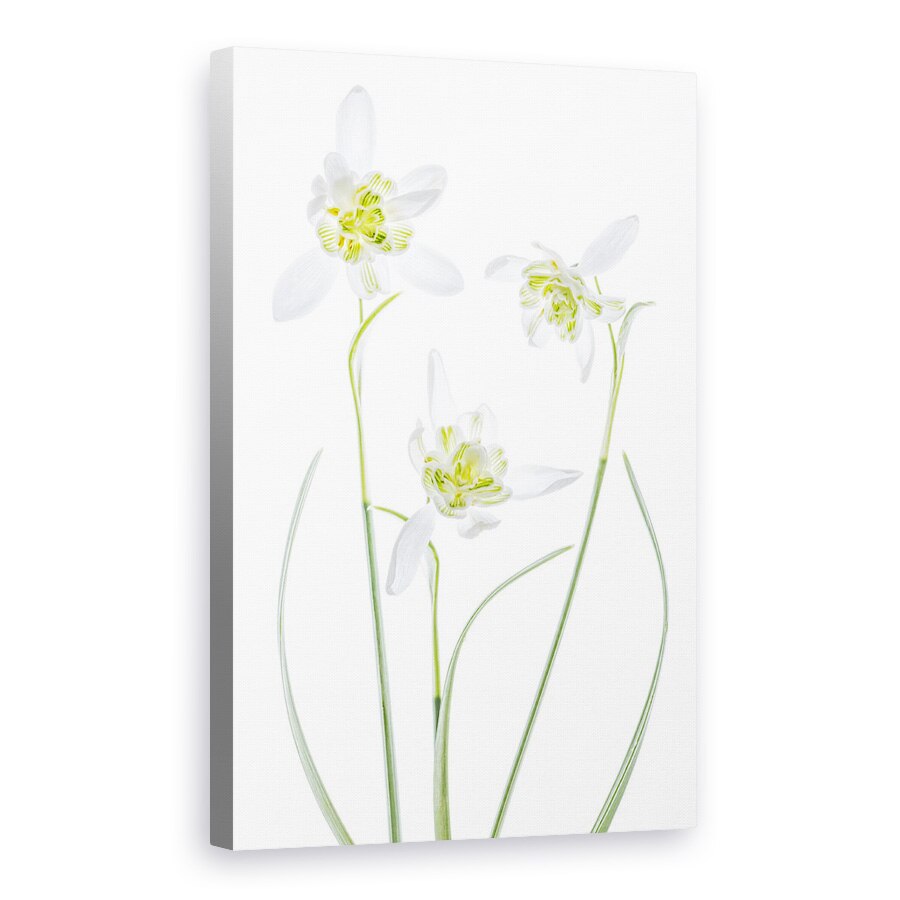 Tablou canvas - Galanthus Flore Pleno, Punct, Floare, Alb, 20 x 30 cm