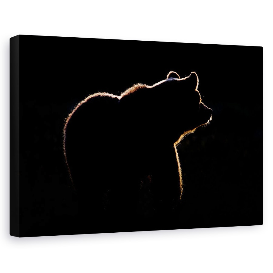 Tablou canvas - Evidentiati, Urs, Rim, Lumina, Salbatic, Schita, 20 x 30 cm