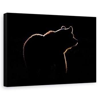 Tablou canvas - Evidentiati, Urs, Rim, Lumina, Salbatic, Schita, 40 x 60 cm Tablou canvas - Evidentiati, Urs, Rim, Lumina, Salbatic, Schita, 40 x 60 cm