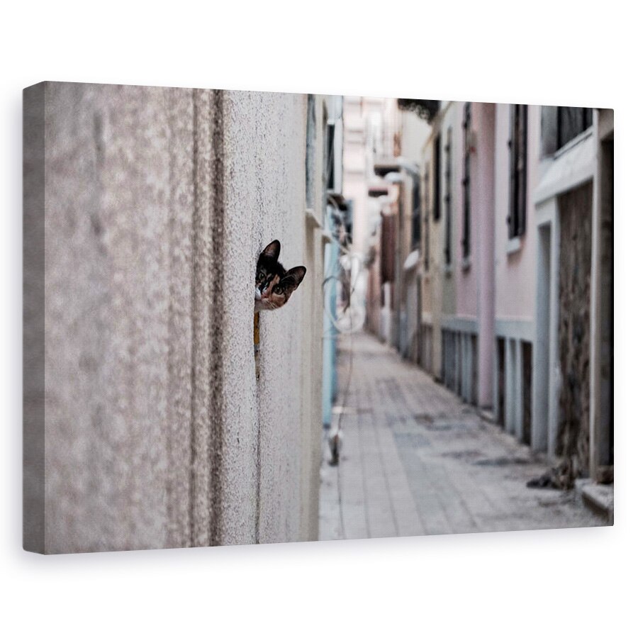 Tablou canvas - Pisica Din Strada, Arunca O Privire, Animal, Pet, Alee, 40 x 60 cm