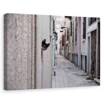 Tablou canvas - Pisica Din Strada, Arunca O Privire, Animal, Pet, Alee, 20 x 30 cm Tablou canvas - Pisica Din Strada, Arunca O Privire, Animal, Pet, Alee, 20 x 30 cm