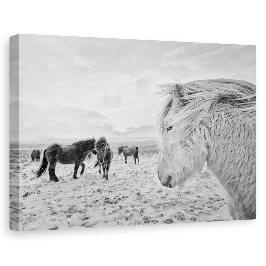 Tablou canvas - Tipi Duri, Cai, Iarna, Zapada, Islanda, Cal, 40 x 60 cm