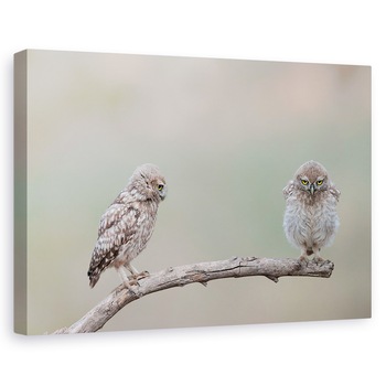 Tablou canvas - Gagica Mea, Bufnita, Salbatic, Pasare, Ramura, 80x120 cm Tablou canvas - Gagica Mea, Bufnita, Salbatic, Pasare, Ramura, 80x120 cm