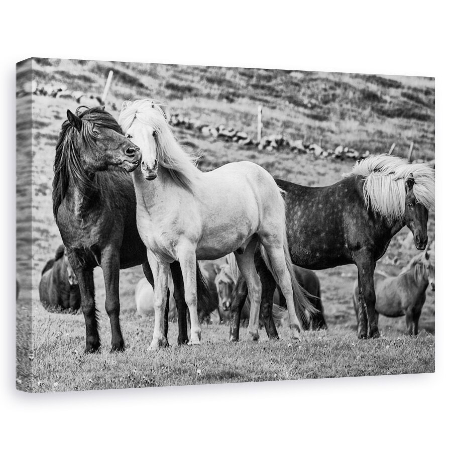 Tablou canvas - Moment, Islanda, Animale, Cai, Westfjords, Cal, 40 x 60 cm