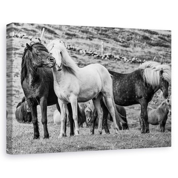 Tablou canvas - Moment, Islanda, Animale, Cai, Westfjords, Cal, 40 x 60 cm Tablou canvas - Moment, Islanda, Animale, Cai, Westfjords, Cal, 40 x 60 cm