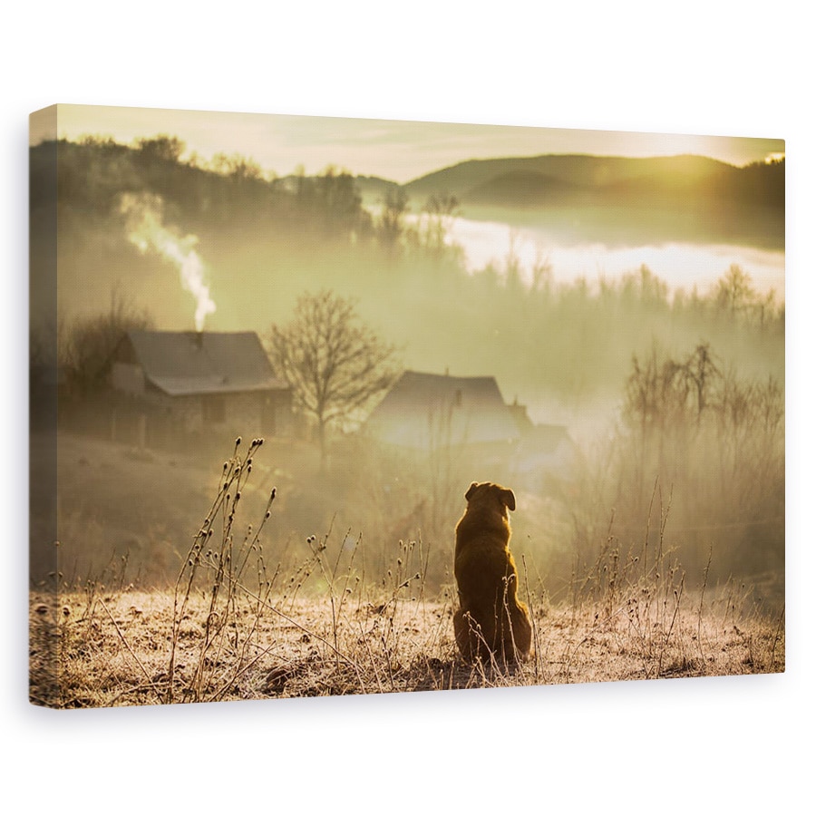 Tablou canvas - Conexiune Buna, Rasarit De Soare, Aur, Caine, Calm, Pet, 40 x 60 cm