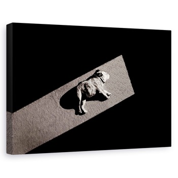 Tablou canvas - Solar Nealimentat, Catelus, Lumina, Umbre, Bulldog, Pet, 40 x 60 cm Tablou canvas - Solar Nealimentat, Catelus, Lumina, Umbre, Bulldog, Pet, 40 x 60 cm