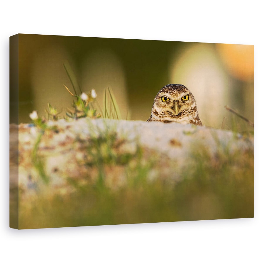 Tablou canvas - Bufnita De Vizuina, Natura, Pasare, Salbatic, Florida, 20 x 30 cm