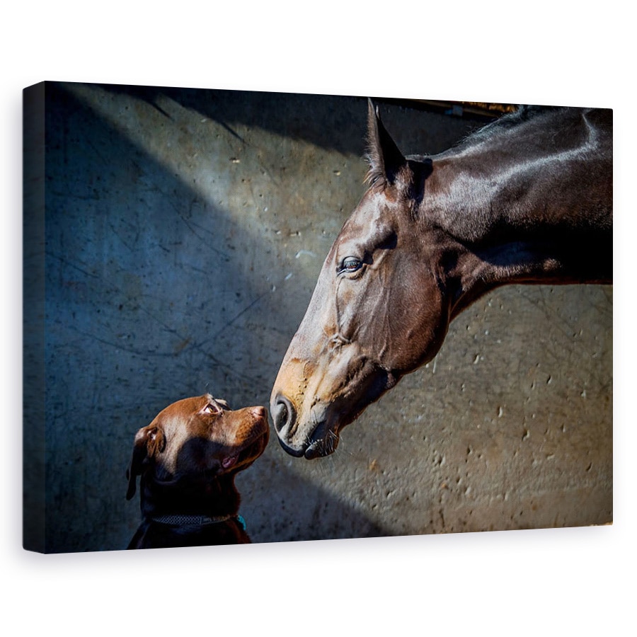 Tablou canvas - Calul Intalneste Cainele, Cal, Rasa Pura, Sarut, 40 x 60 cm
