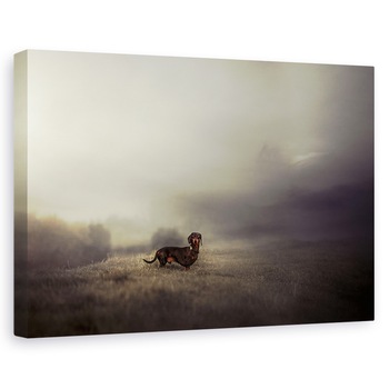 Tablou canvas - Forever Este Compus Din Nou , Caini, Elba, Hamburg, Ceata, Animale, 40 x 60 cm Tablou canvas - Forever Este Compus Din Nou , Caini, Elba, Hamburg, Ceata, Animale, 40 x 60 cm
