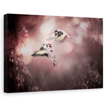 Tablou canvas - Stiglitz, Pasare, Pasari, Suparat, Stiglitz, Gradina, 20 x 30 cm Tablou canvas - Stiglitz, Pasare, Pasari, Suparat, Stiglitz, Gradina, 20 x 30 cm