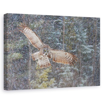 Tablou canvas - O Bufnita Mare In Ninsoare, Iarna, Rece, Canada, Pene, 20 x 30 cm Tablou canvas - O Bufnita Mare In Ninsoare, Iarna, Rece, Canada, Pene, 20 x 30 cm