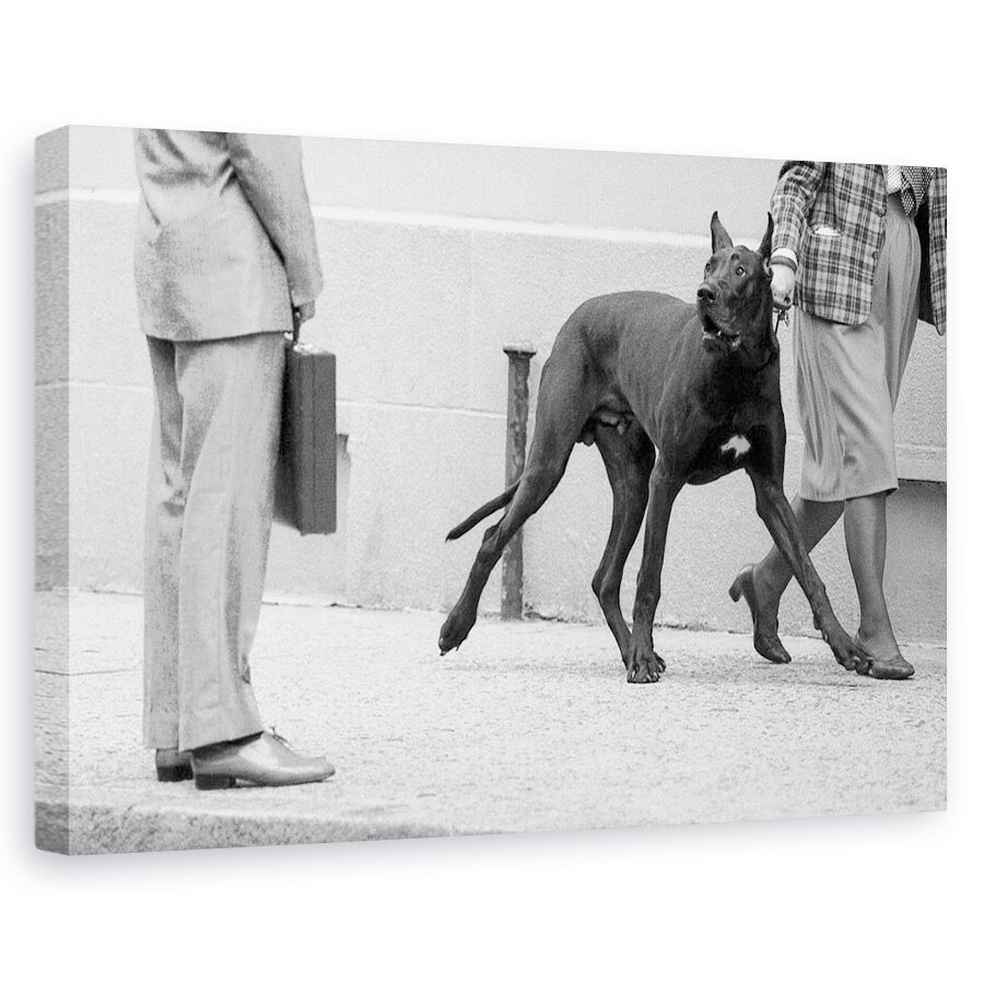 Tablou canvas - Marele Bodyguard Danez , Caine, Bodyguard, Intalnire, Protectie, Grozav, 20 x 30 cm