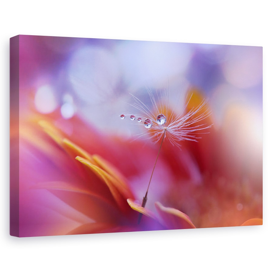 Tablou canvas - Dans In Lumina, Macro, Aproape, Picatura, Apa, Floare, 20 x 30 cm