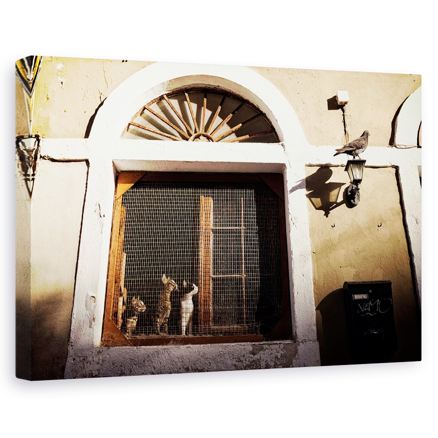 Tablou canvas - O Dorinta Vesela, Strada, Pisica, Pasare, Look, Orasul Vechi, 20 x 30 cm