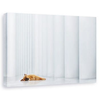 Tablou canvas - Jos, Caine, Filarmonie, Pet, Caini, Luxemburg, 20 x 30 cm Tablou canvas - Jos, Caine, Filarmonie, Pet, Caini, Luxemburg, 20 x 30 cm