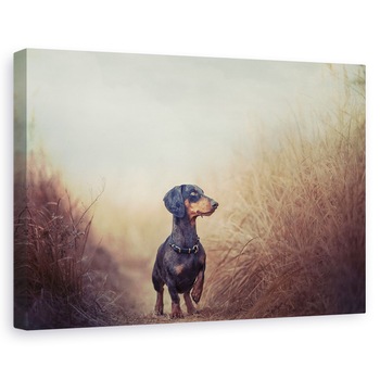 Tablou canvas - Natura Ma Cheama Si Trebuie Sa Plec.., Caini, Animale, Dimineata, Caine, Pet, 40 x 60 cm Tablou canvas - Natura Ma Cheama Si Trebuie Sa Plec.., Caini, Animale, Dimineata, Caine, Pet, 40 x 60 cm