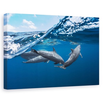 Tablou canvas - Delfinii, Delfin, Delfini, Ocean, Mare, Sub Apa, 40 x 60 cm Tablou canvas - Delfinii, Delfin, Delfini, Ocean, Mare, Sub Apa, 40 x 60 cm
