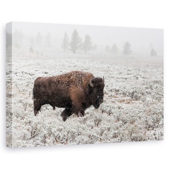 Tablou canvas - Toamna Tarzie In Yellowstone, Bizon, Parc National, Salbatic, 20 x 30 cm Tablou canvas - Toamna Tarzie In Yellowstone, Bizon, Parc National, Salbatic, 20 x 30 cm