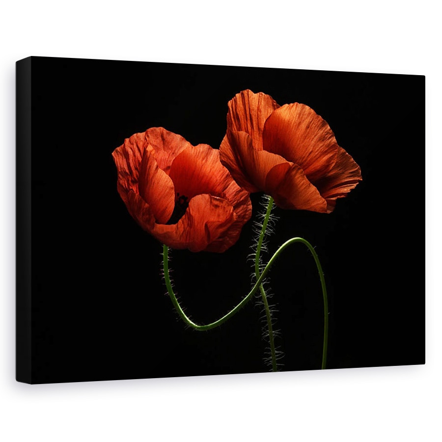 Tablou canvas - Pe La Miezul Noptii, Maci, Rosu, Flori, Fulger, 20 x 30 cm
