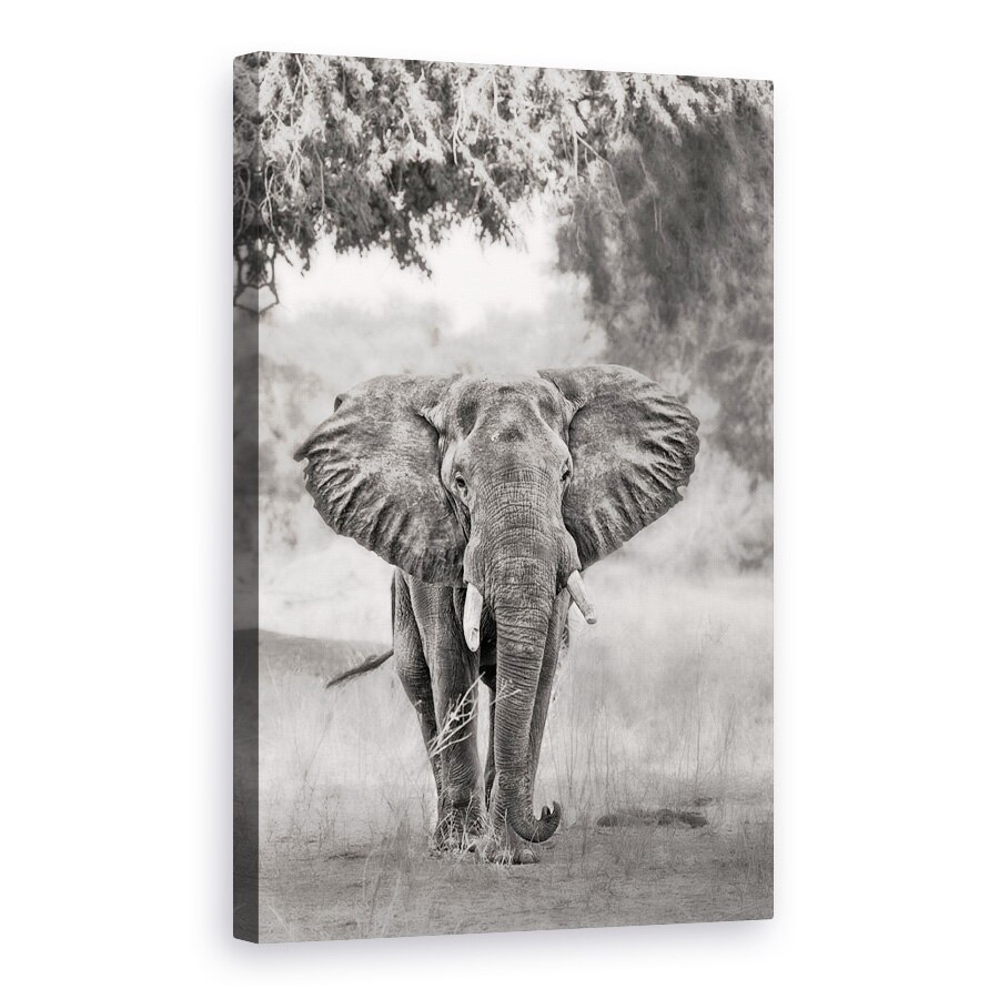 Tablou canvas - Vin, Elefant, Elefanti, Alb-Negru, Africa, Salbatic, 20 x 30 cm